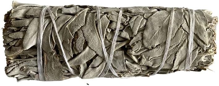 Sauge Blanche 10cm